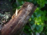 Hyaloscypha aureliella image