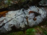 Hyphodontia sambuci image