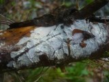 Hyphodontia sambuci image