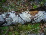 Hyphodontia sambuci image