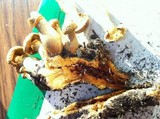 Phaeolepiota aurea image