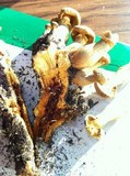 Phaeolepiota aurea image
