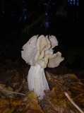 Helvella crispa image