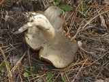 Lyophyllum decastes image