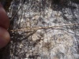 Arthrinium cuspidatum image