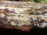 Botryobasidium pruinatum image