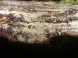 Botryobasidium pruinatum image