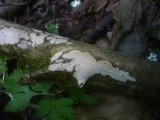 Radulomyces confluens image