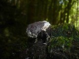 Fuligo septica image