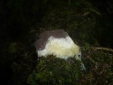 Fuligo septica image