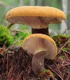 Tapinella atrotomentosa image