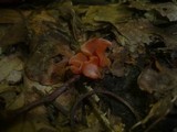 Guepinia helvelloides image