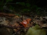 Guepinia helvelloides image