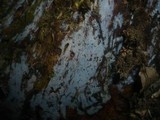 Tulasnella pallida image