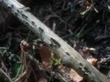 Cucurbitaria berberidis image