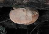 Crepidotus mollis image
