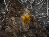 Tomentella ferruginea image