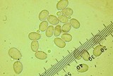 Mycena subcana image