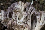 Ramaria coulterae image