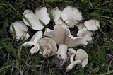 Lepista praemagna image