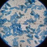 Ramaria coulterae image