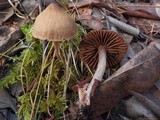 Cortinarius laetus image