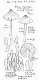 Cortinarius laetus image