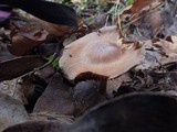 Cortinarius armeniacus image
