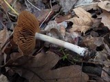 Cortinarius armeniacus image