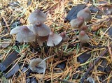 Mycena metata image