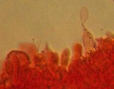 Mycena metata image