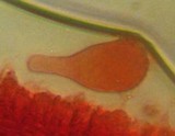 Mycena metata image