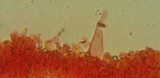 Mycena metata image