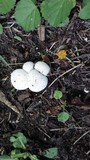 Lycoperdon pratense image