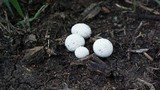 Lycoperdon pratense image
