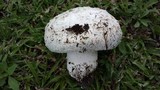 Agaricus bitorquis image