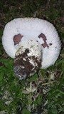 Agaricus bitorquis image