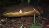 Phlebopus sudanicus image