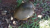 Phlebopus sudanicus image