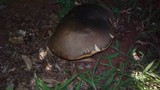 Phlebopus sudanicus image