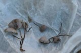 Mycena metata image