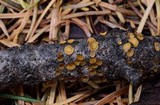 Lachnellula arida image