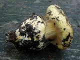 Cortinarius xanthodryophilus image