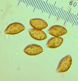 Cortinarius xanthodryophilus image