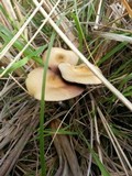 Psilocybe azurescens image