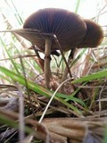Psilocybe azurescens image