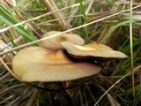 Psilocybe azurescens image