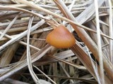 Psilocybe azurescens image