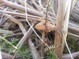 Psilocybe azurescens image