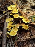 Xeromphalina cauticinalis image